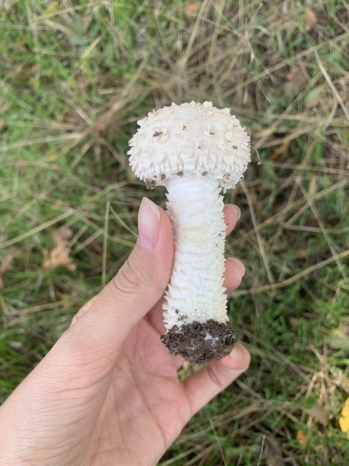 Гриб виттадини