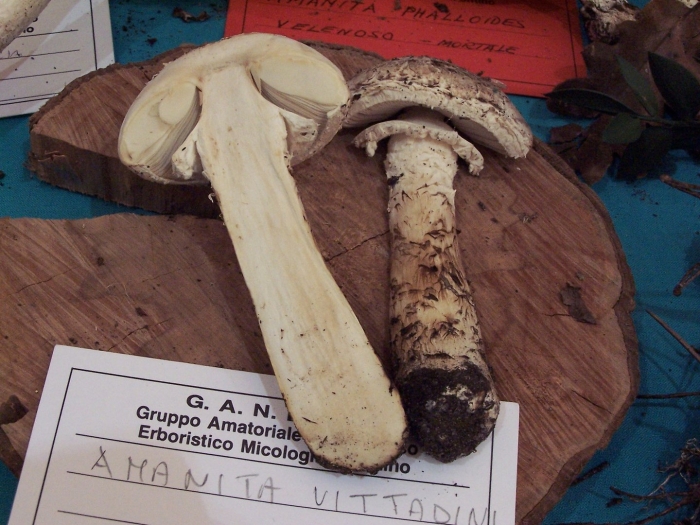 Amanita vittadinii