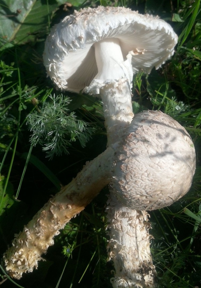 Гриб зонтик пёстрый съедобные