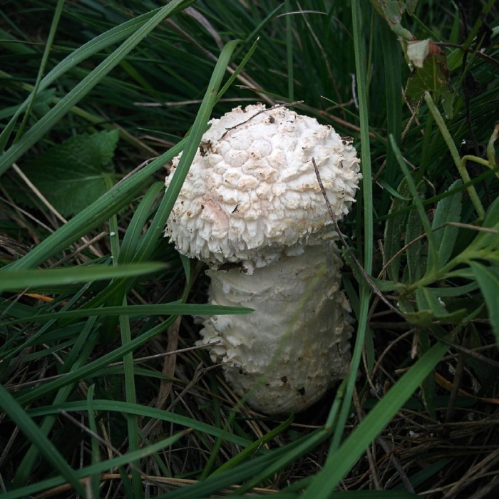 Мухомор виттадини ядовитый