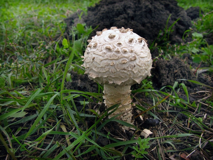 Мухомор шишковидный