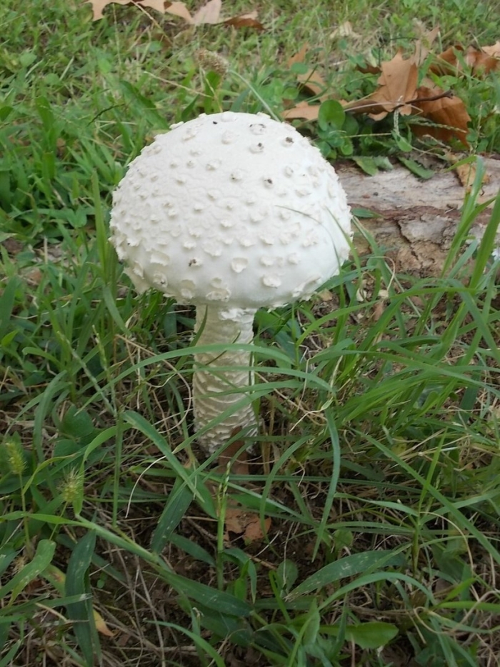 Мухомор виттадини