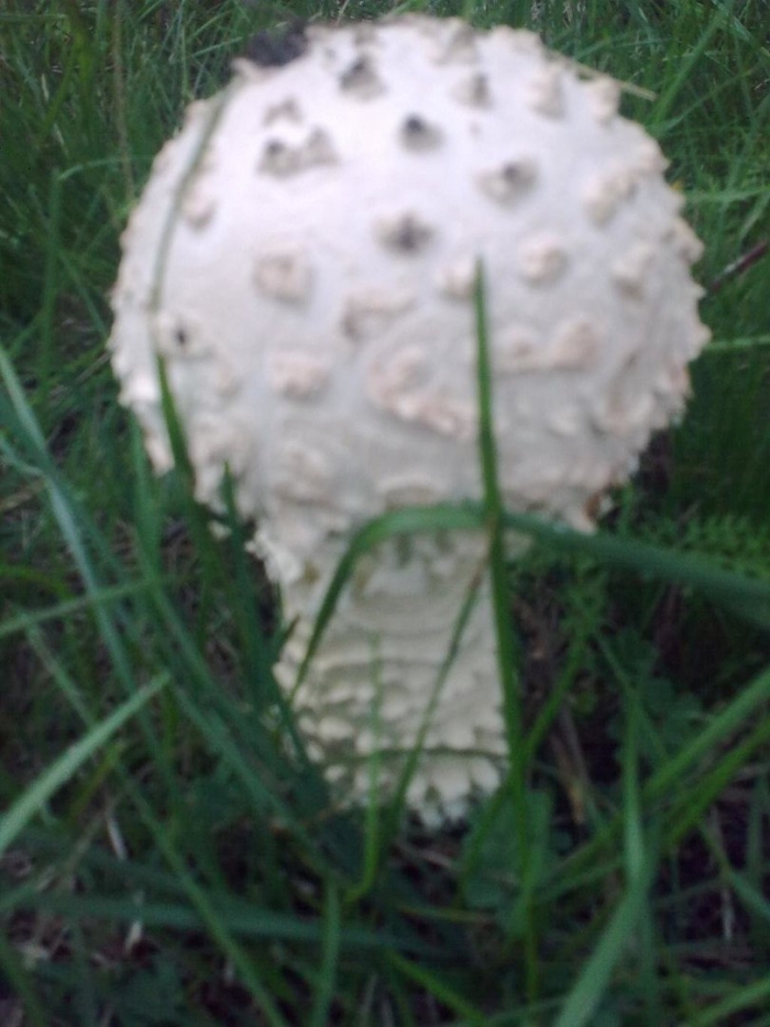 Мухомор виттадини (amanita vittadinii)