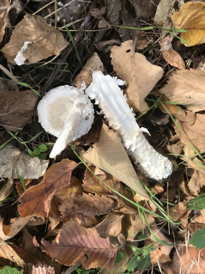 Saproamanita vittadinii