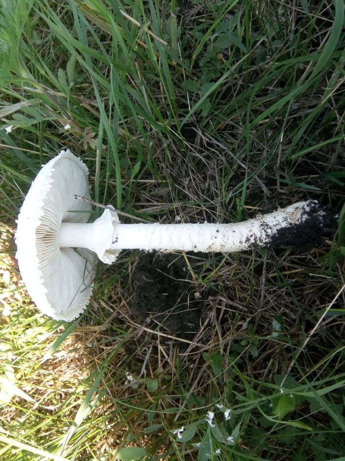 Гриб зонтик белый macrolepiota excoriata