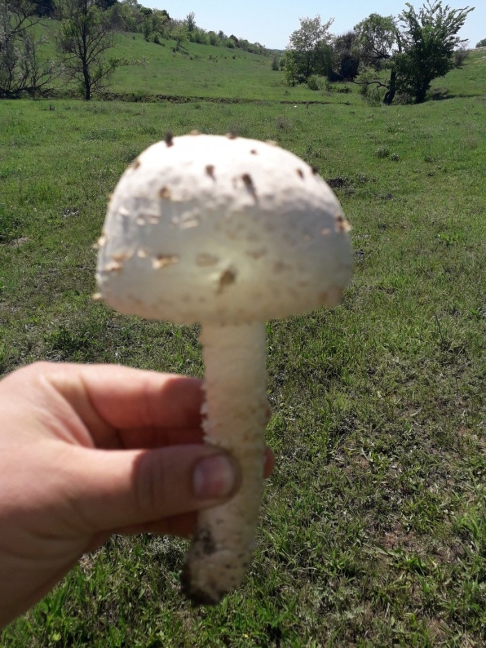 Большой мухомор