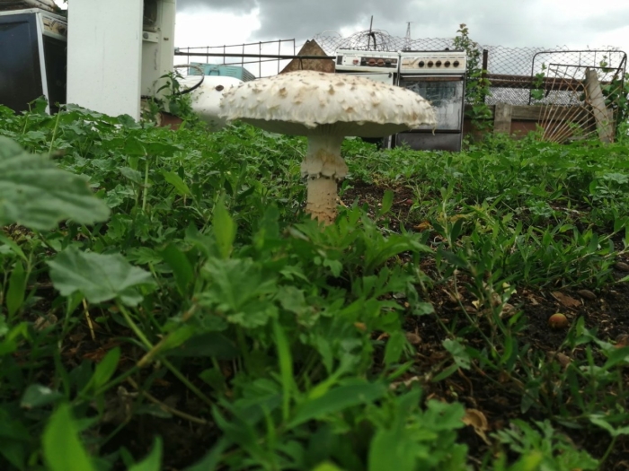 Мухомор виттадини