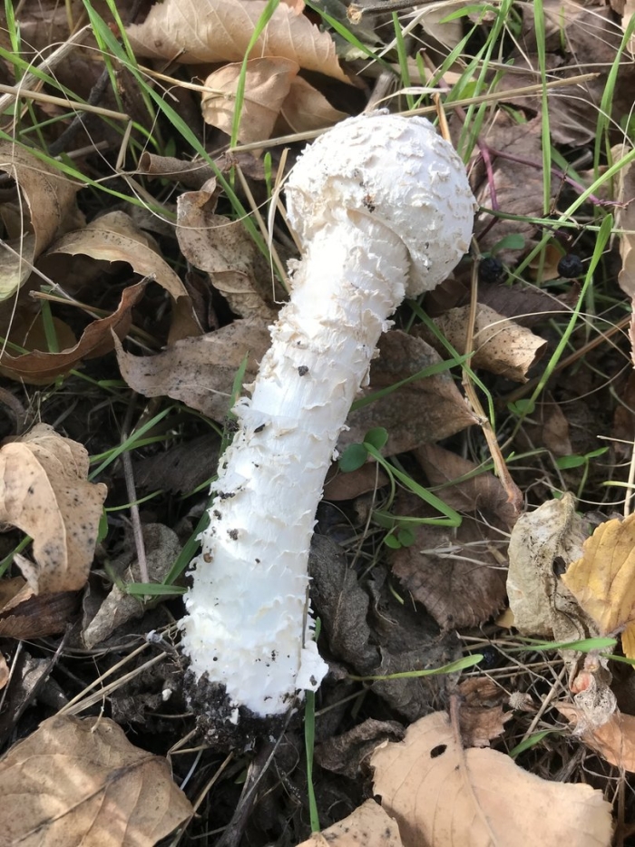 Мухомор виттадини (amanita vittadinii)