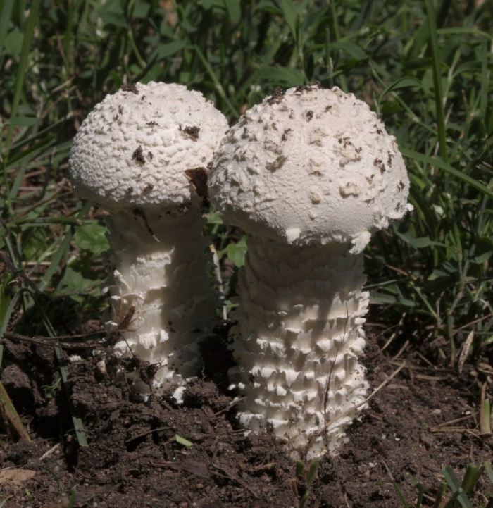 Мухомор виттадини гриб