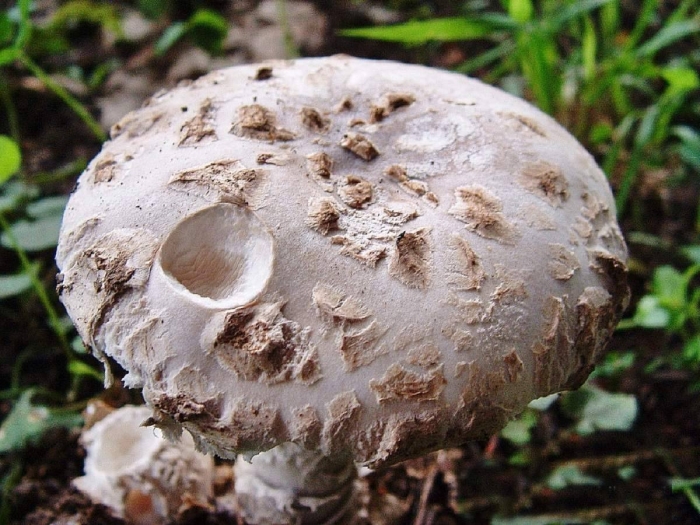 Мухомор шишковидный (amanita strobiliformis)