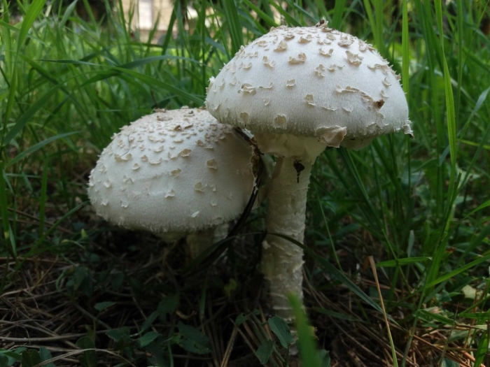 Мухомор яйцевидный