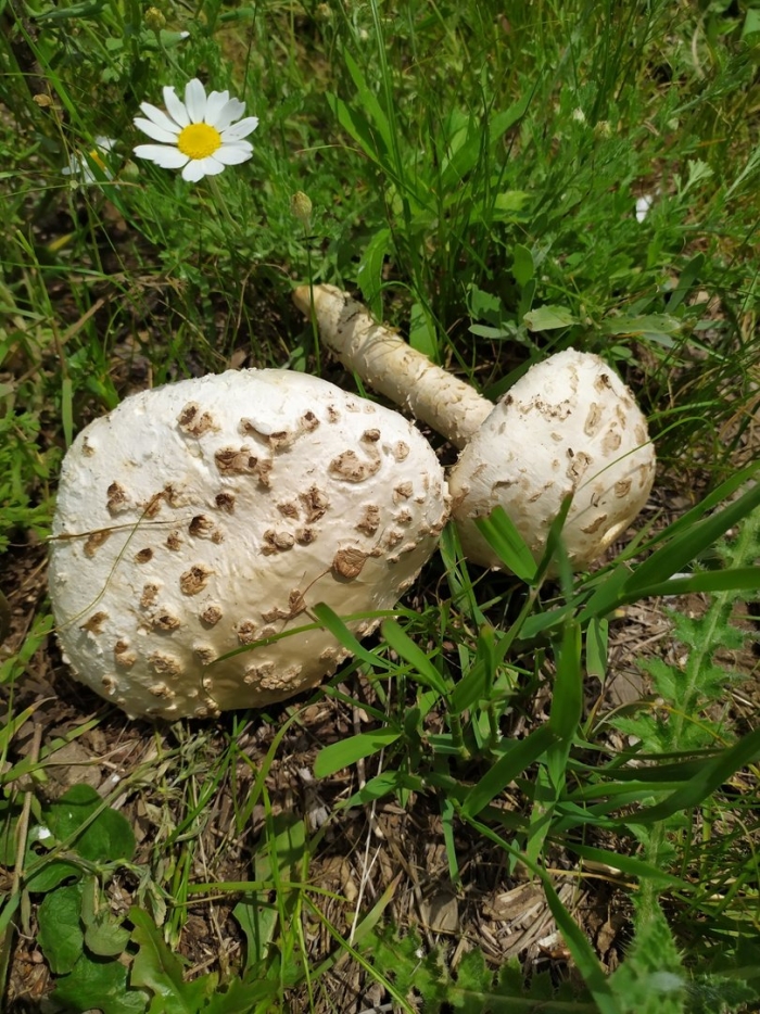 Гриб зонтик пёстрый macrolepiota procera