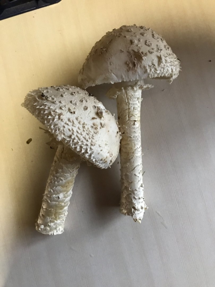 Белая поганка