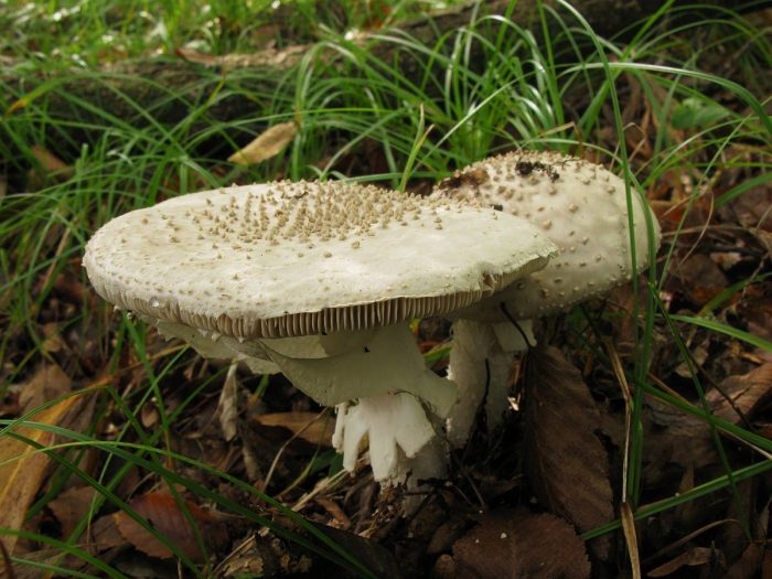 Гриб поганка