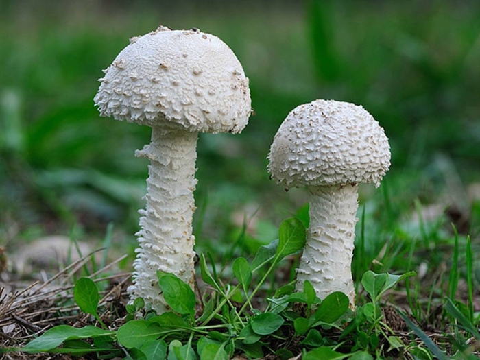 Мухомор шишковидный amanita