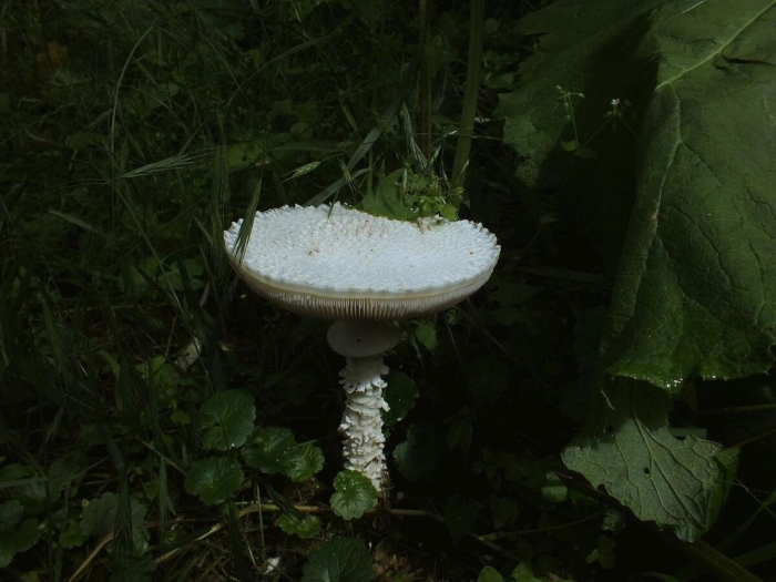 Мухомор виттадини гриб