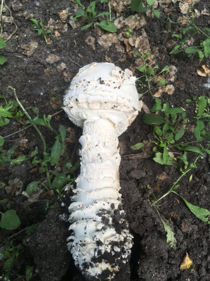 Мухомор белый