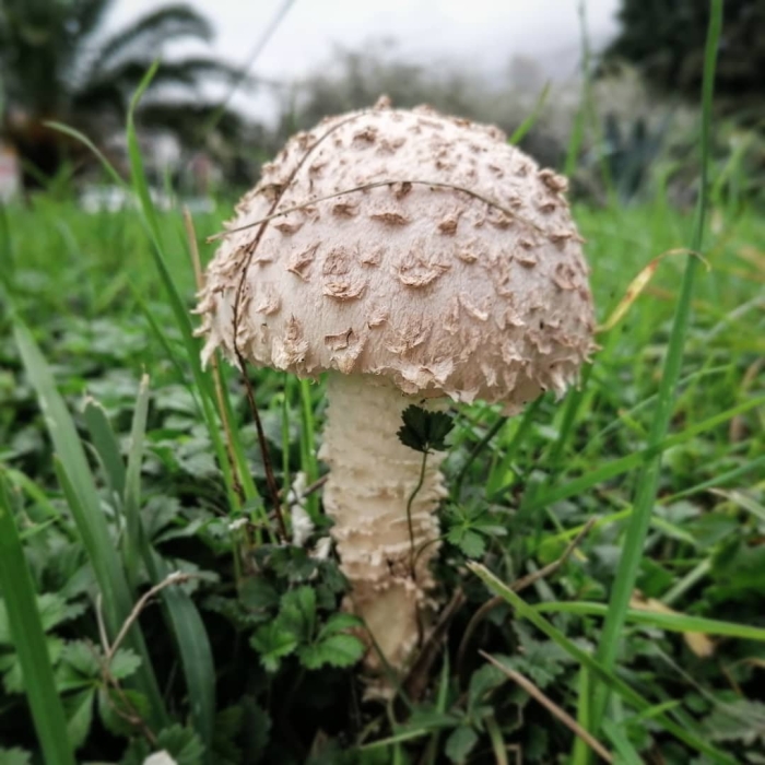 Мухомор виттадини