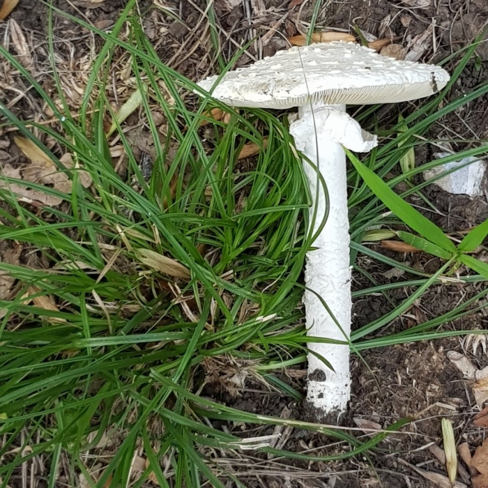 Мухомор виттадини