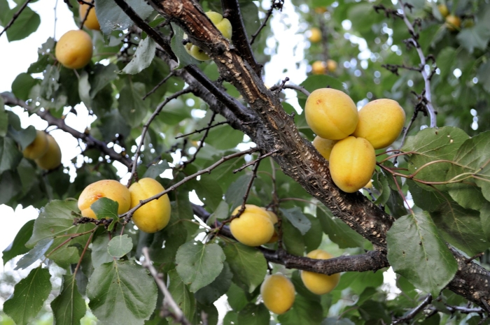 Абрикос маньчжурский дерево