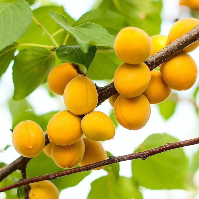 Спелый абрикос