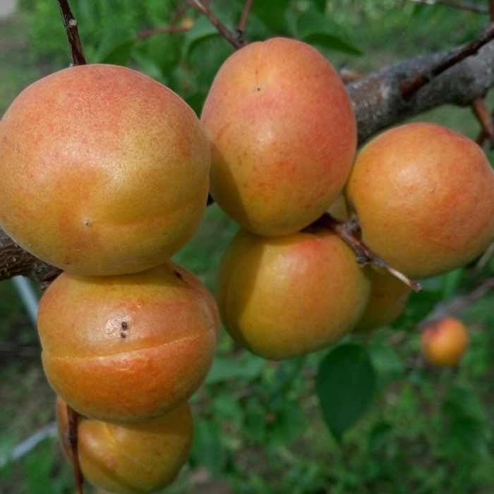 Абрикос маньчжурский сеянец