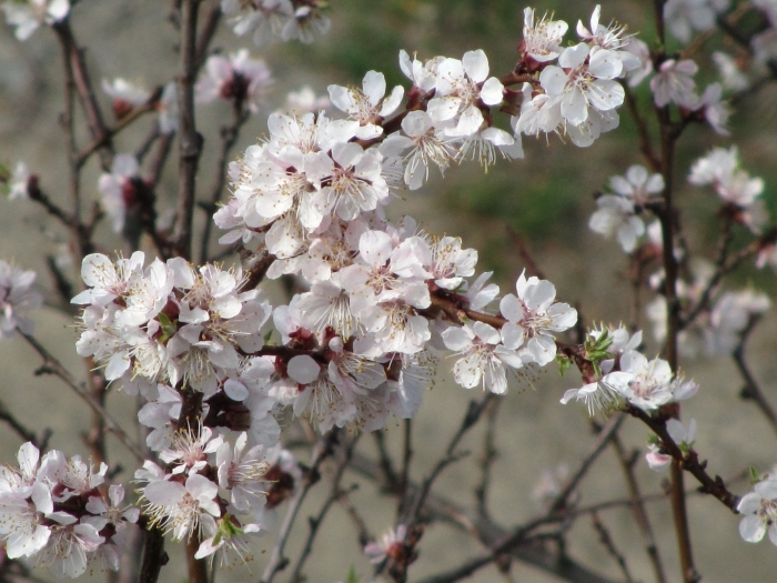 Миндаль дерево