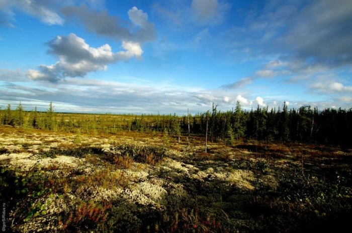Ямало-ненецкий автономный округ лесотундра