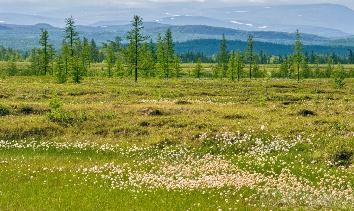 Тундра полярный урал