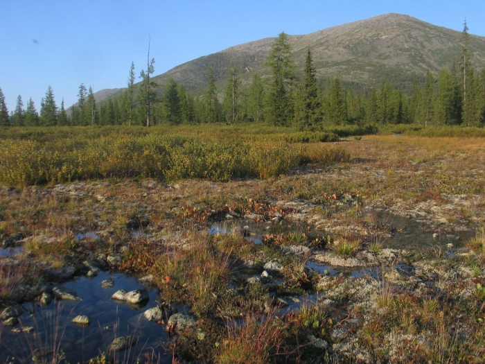 Тайга кольского полуострова