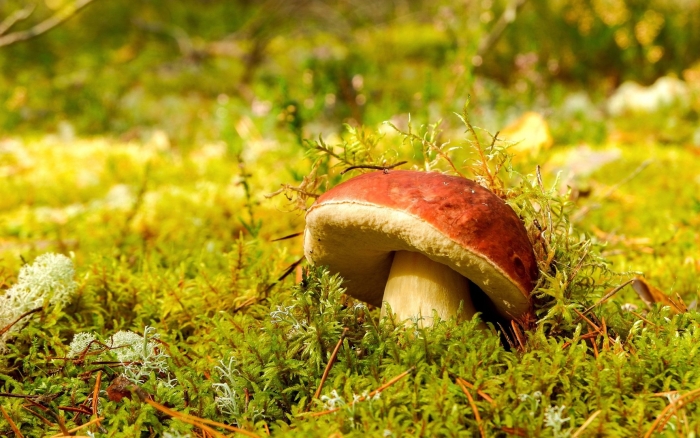 Белый гриб боровик