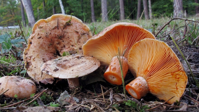 Lactarius deliciosus