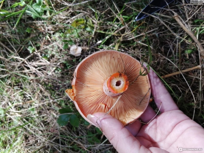 Ложные рыжики