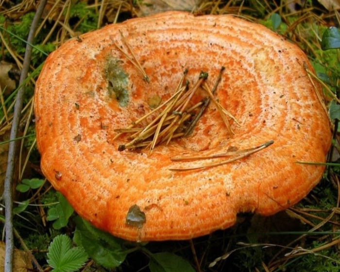 Ложный рыжик гриб