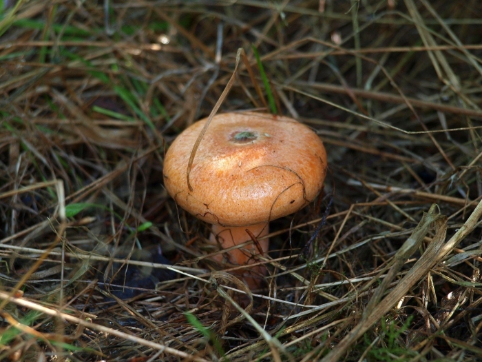 Рыжик сосновый боровой lactarius deliciosus