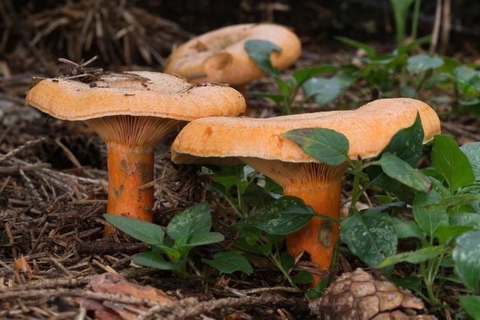 Рыжики пластинчатые грибы