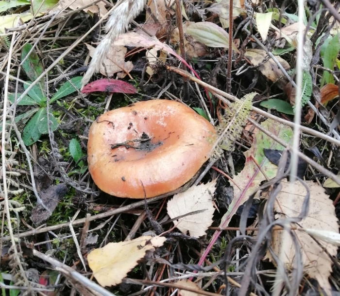 Млечник рыжик гриб