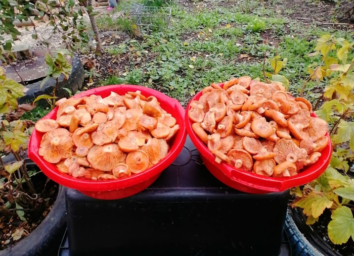 Рыжики в ведре