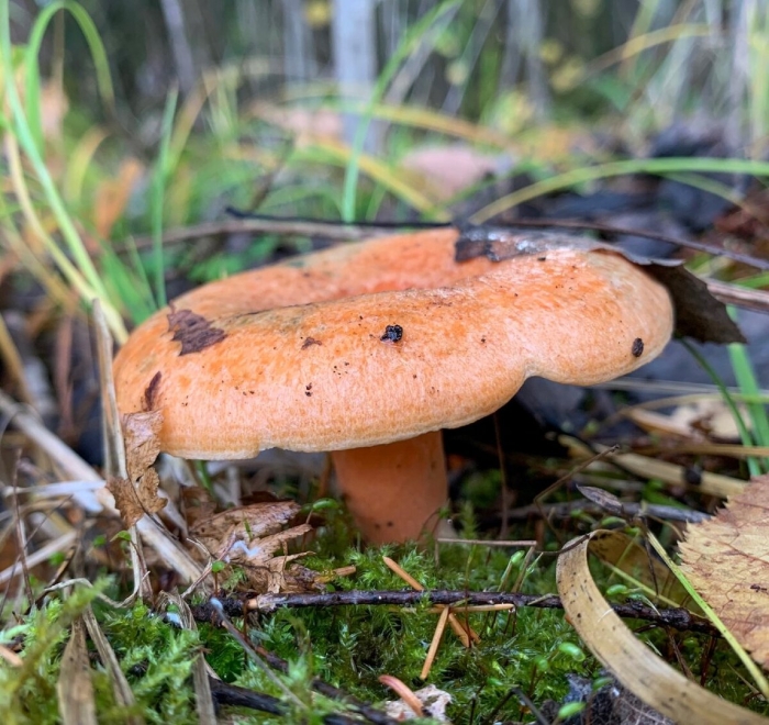 Волнушка гриб