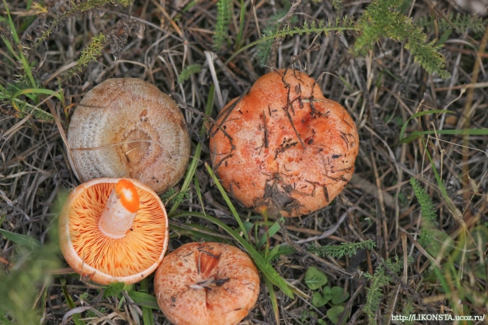 Lactarius salmonicolor