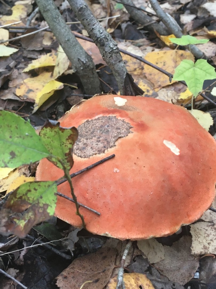 Грибы в пензенской области