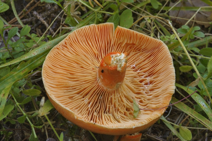 Lactarius salmonicolor