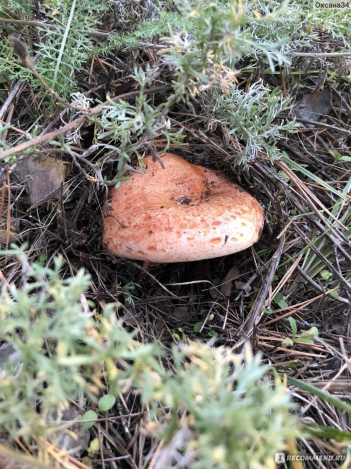 Рыжики грибы царский гриб