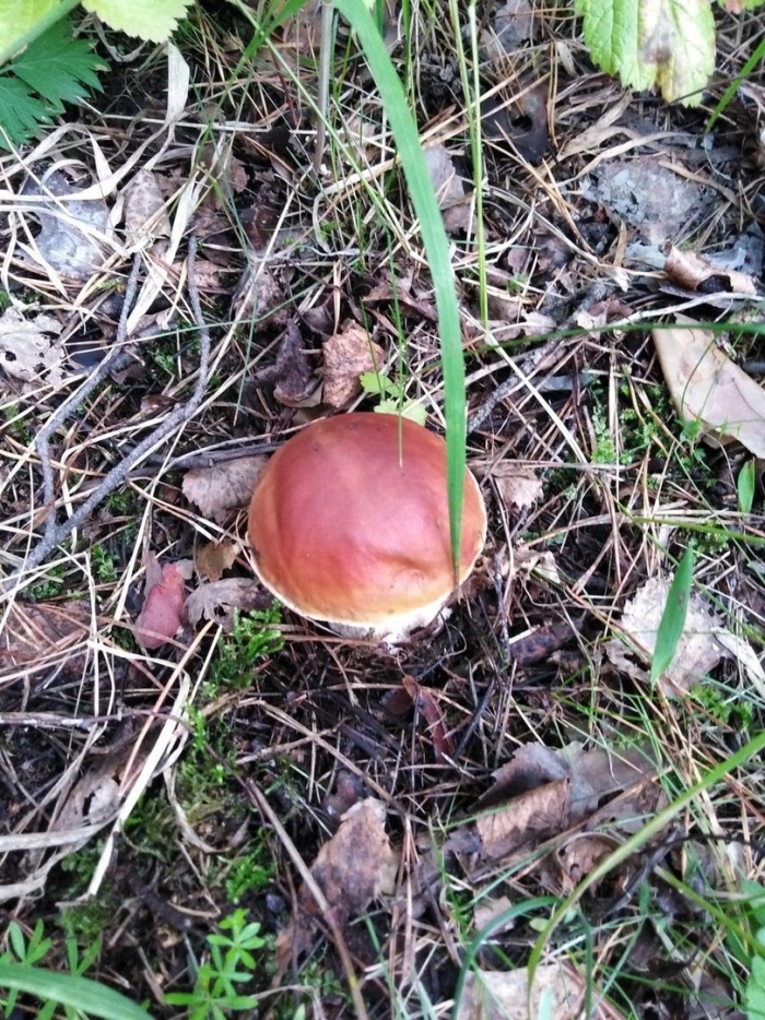 Грибы белый гриб