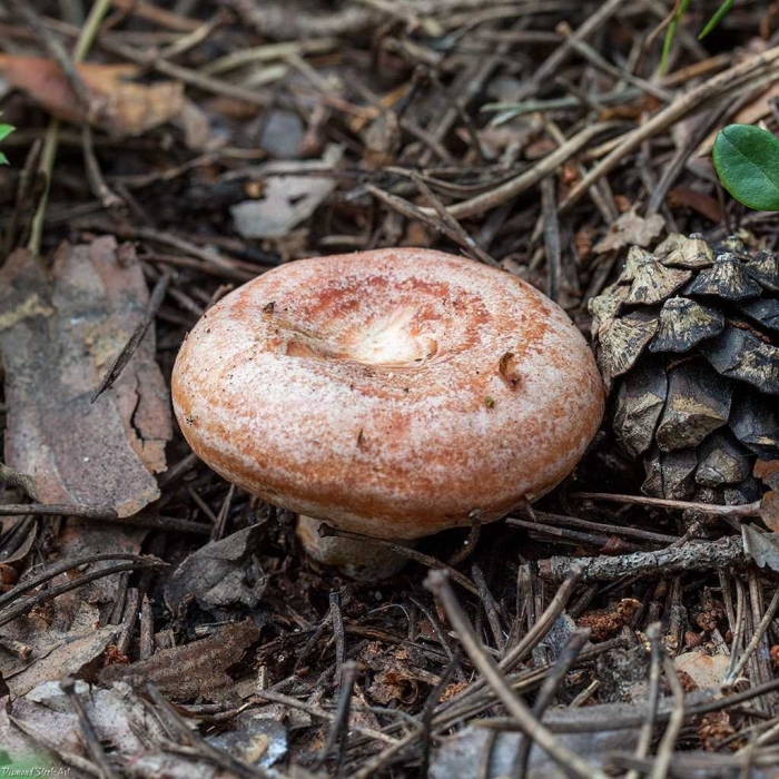 Lactarius torminosus – волнушка