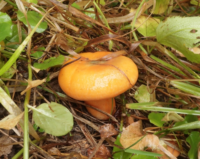 Млечник неедкий оранжевый