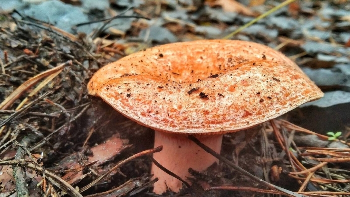 Гриб рыжик сосновый