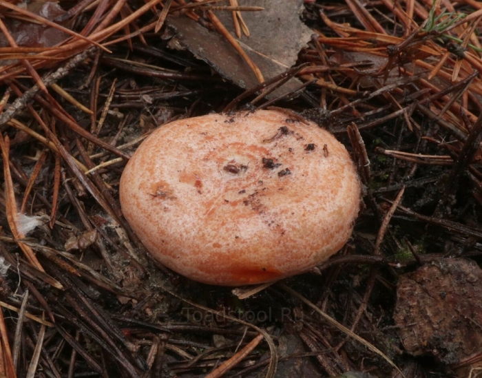 Гриб рыжики