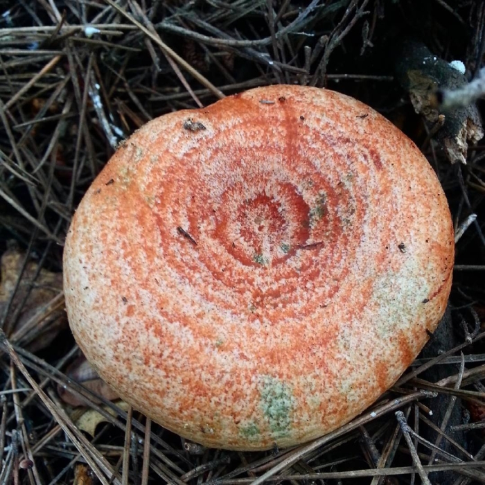 Lactarius torminosus – волнушка