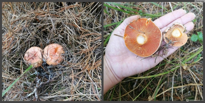 Королевский рыжик гриб